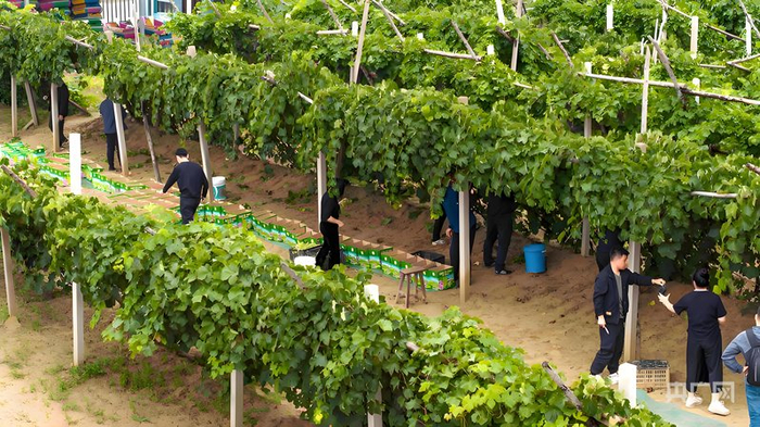 游客入园采摘葡萄（央广网发  张玮  摄）