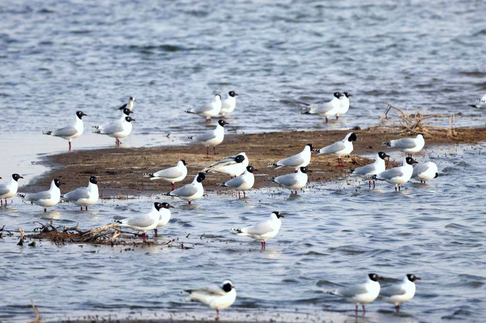 遗鸥落脚利通区渔光湖。