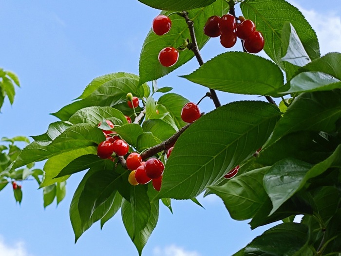 红彤彤的樱桃挂满枝头。
