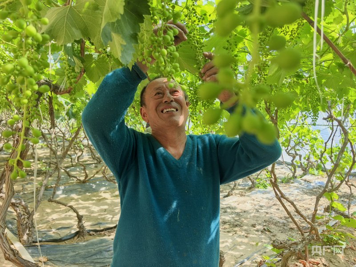 种植户徐援朝打理已经成串的葡萄（央广网记者  邵玉琴  摄）