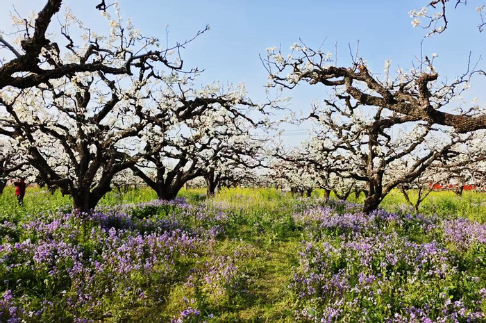 砀山县梨树王风景区美景。新华网李东标 摄