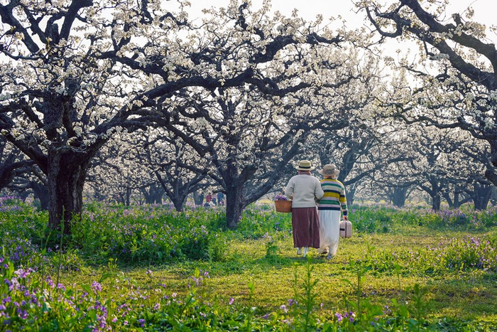   4月4日，游人在砀山县玄庙镇梨园赏花踏春。新华社发（崔猛摄）