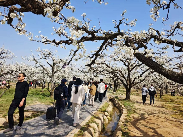   砀山县梨树王风景区游人如织。新华网李东标 摄