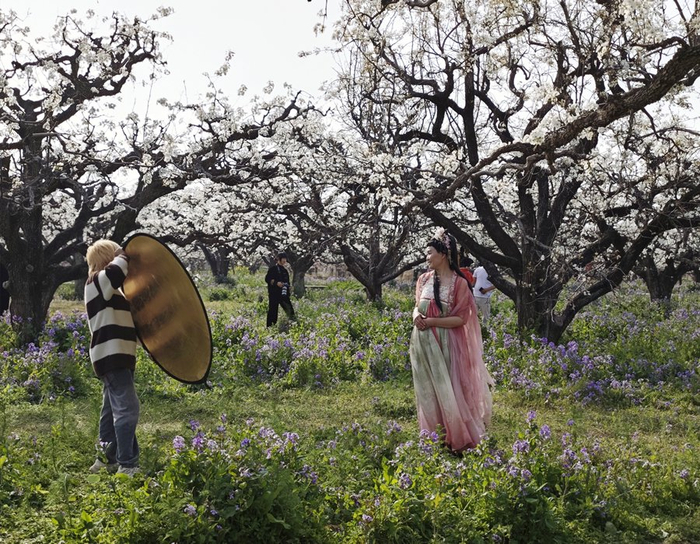  游人在砀山县梨树王风景区拍照。新华网李东标 摄