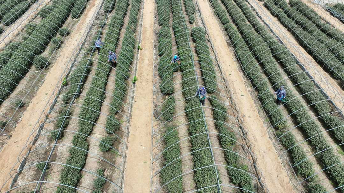 4月17日，在河北省石家庄市灵寿县南营乡一茶叶种植基地，农民在茶园采茶。白云飞摄