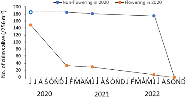 △ 广岛黑竹2020年和2022年开花和死亡率，来源：参考1