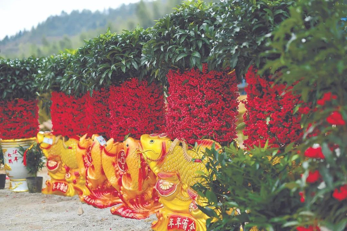 武平富贵籽国内市场占有率超95%