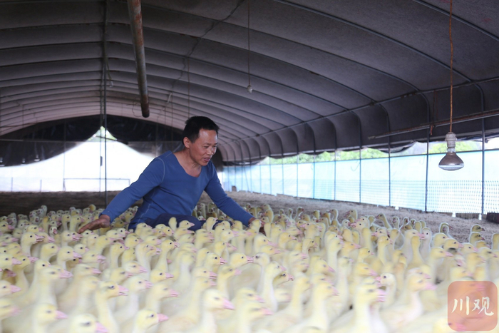 泸县养鹅户徐辉才正在脱温棚喂养小鹅。