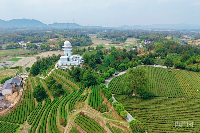 金井镇的茶产业路穿过茶园（央广网记者黄珂岚  摄）