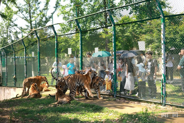 游客在三珍虎园观虎（央广网发  吴杰  摄）