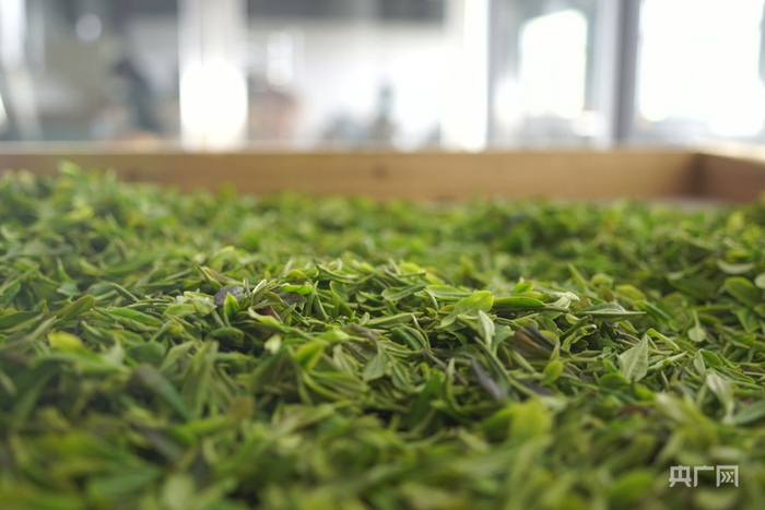 摊晾中的信阳毛尖（央广网记者  张羲轮  摄）