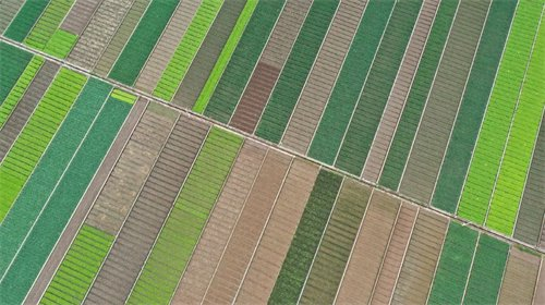 玉溪通海蔬菜基地一片生机勃勃。记者 陈飞 摄