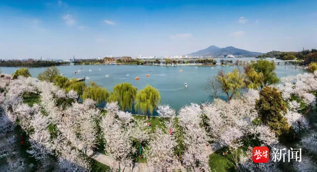 玄武湖樱洲。 李阳东 摄