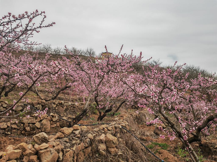 威宁县龙场镇树舍社区油桃种植基地内盛开的桃花。新华社记者施钱贵 摄