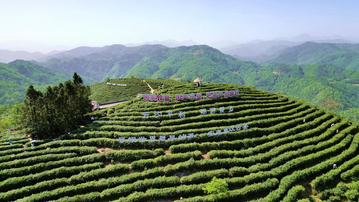 安康市平利县蒋家坪村凤凰茶山。郑长庚摄