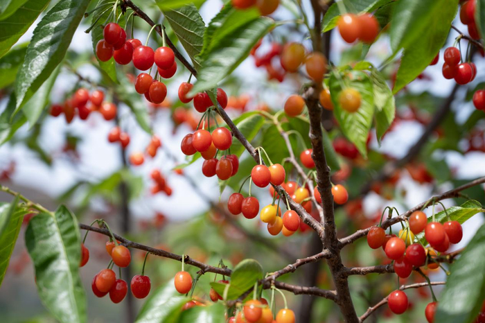 （图为马路乡水口村红玛瑙樱桃。冯琰4月19日摄。）