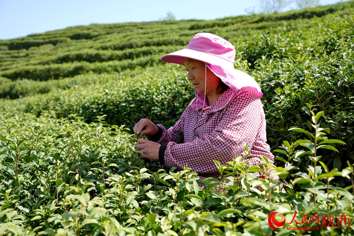 在安康市平利县蒋家坪村凤凰茶山，茶农在茶园里采摘春茶。人民网记者 孙挺摄
