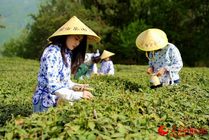 游客在安康市紫阳县向阳镇陕甘茶马古道半亩茶园景区内体验采茶。人民网记者 孙挺摄
