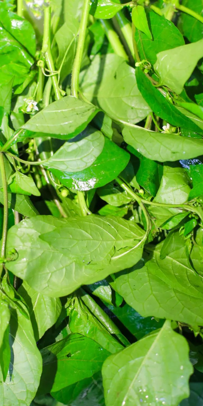 △图源 高要区融媒体中心