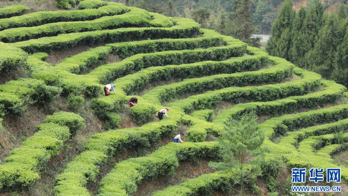 4月18日，茶农在云南省腾冲市蒲川乡龙朝村采摘春茶。新华网发（龚祖金 摄）