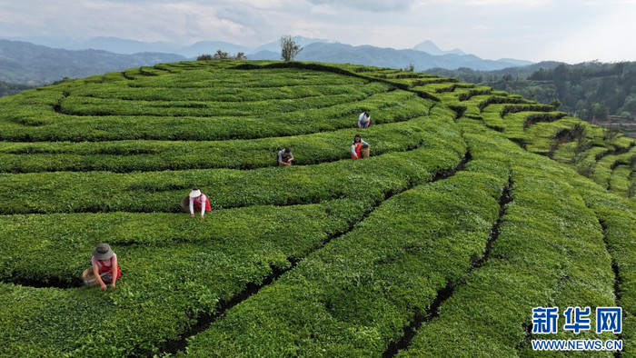 4月18日，茶农在云南省腾冲市蒲川乡坪山村采摘春茶。新华网发（龚祖金 摄）