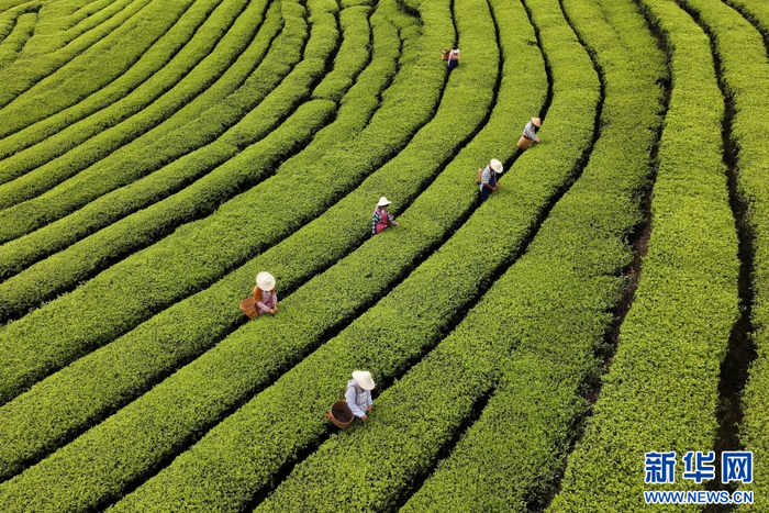 4月17日，茶农在云南省腾冲市团田乡小丙弄村采摘春茶。新华网发（龚祖金 摄）