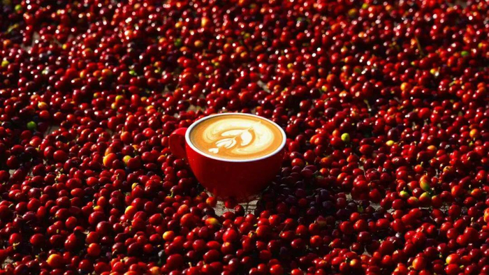 保山咖啡 图源：保山发布