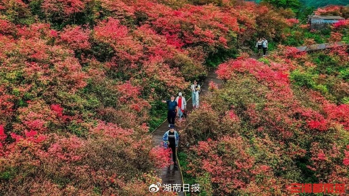 浏阳大围山景区2024年杜鹃花盛开场景。景区供图