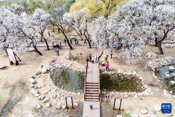 4月20日，游人在东乌素图村的杏花谷景区游玩（无人机照片）。新华社记者 马金瑞 摄