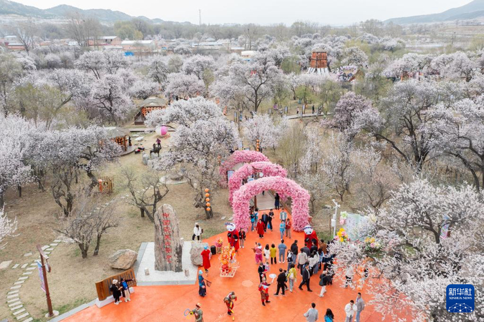 4月20日，游人在东乌素图村的杏花谷景区游玩（无人机照片）。新华社记者 马金瑞 摄