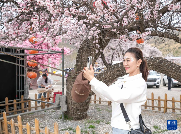 4月20日，游客在东乌素图村的一株古杏树前拍照。新华社记者 马金瑞 摄