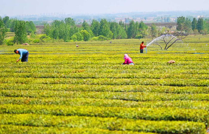 4月20日，山东省日照市东港区，茶农对茶园进行管护浇水。马秀萍摄