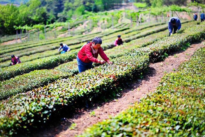 4月20日，山东省日照市东港区后村镇马庄村，茶农在茶园采茶。朱元理摄
