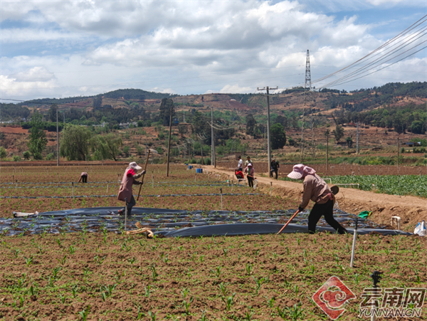 宜良县春耕情景