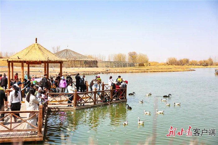 张掖国家湿地公园迎来踏青赏春热潮。