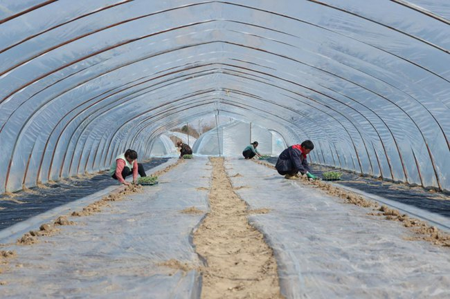 在驻马店市汝南县韩庄镇王竹园村的西瓜种植基地，工人们正在熟练地打窝、栽苗。（资料图）