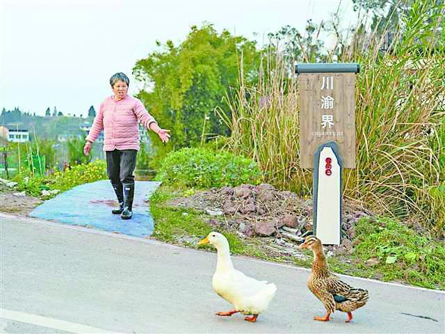     村民正在赶鸭子