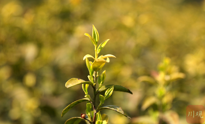 广元黄茶好看、好喝，图为广元黄茶基地。广元观察 高志农 摄