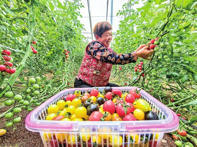 在新安县五头镇北沟村丰硕特色果蔬采摘园，种植户正采摘七彩小番茄。（资料图）