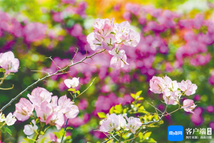 　　三亚市崖州区三更村的三角梅。 海南日报全媒体记者 王程龙 摄