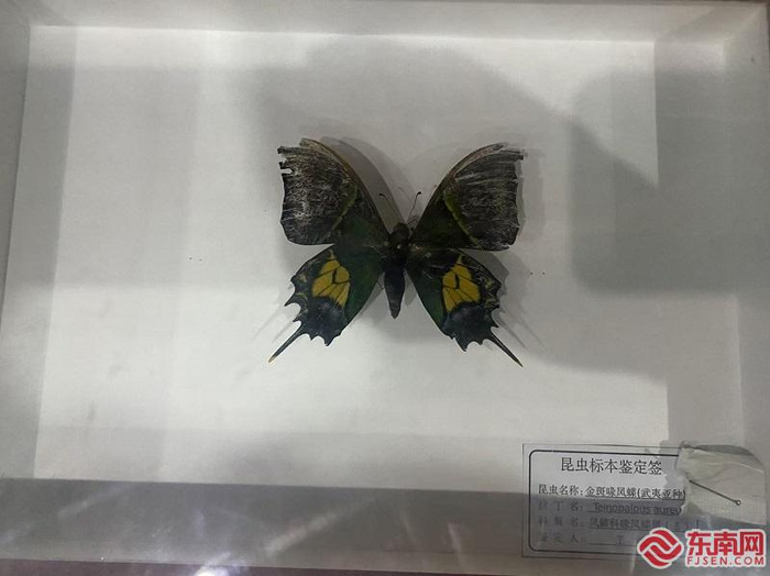 金斑喙凤蝶标本。