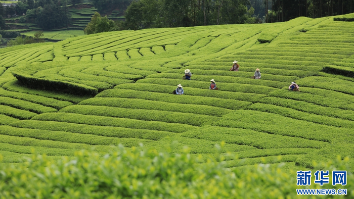 4月17日，茶农在云南省腾冲市团田乡小丙弄村采摘春茶。新华网发（龚祖金 摄）