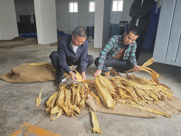 图为浙江中烟质量管控团队开展烟叶收购质量调研
