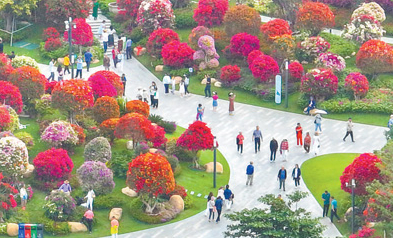 　　三亚一公园内，三角梅姹紫嫣红，引来市民、游客驻足观赏。王程龙摄