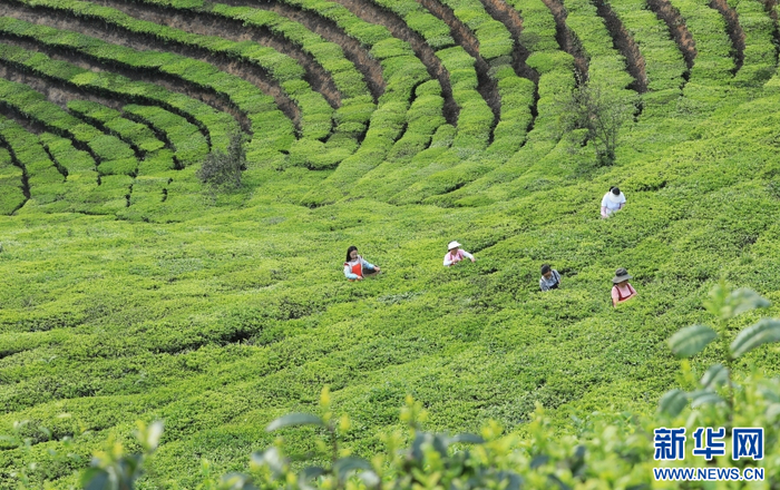 4月18日，茶农在云南省腾冲市蒲川乡坪山村采摘春茶。新华网发（龚祖金 摄）