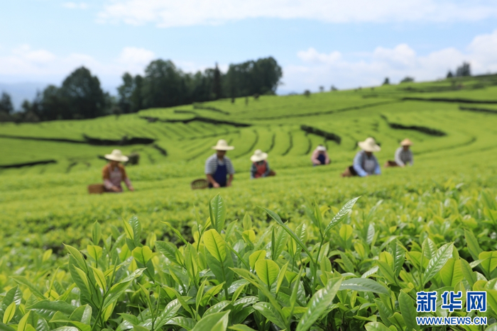 4月17日，茶农在云南省腾冲市团田乡小丙弄村采摘春茶。新华网发（龚祖金 摄）