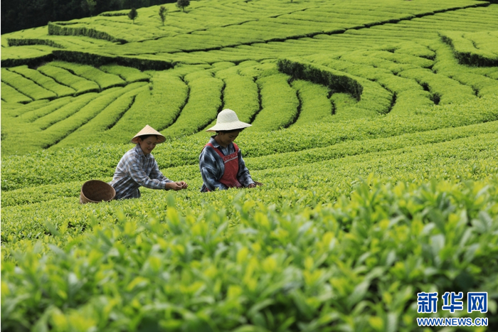 4月17日，茶农在云南省腾冲市团田乡小丙弄村采摘春茶。新华网发（龚祖金 摄）