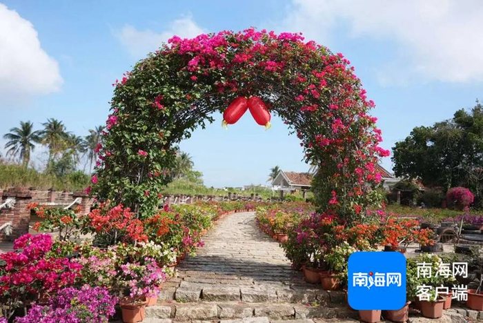 　　溪边村三角梅花会。记者 张野 摄