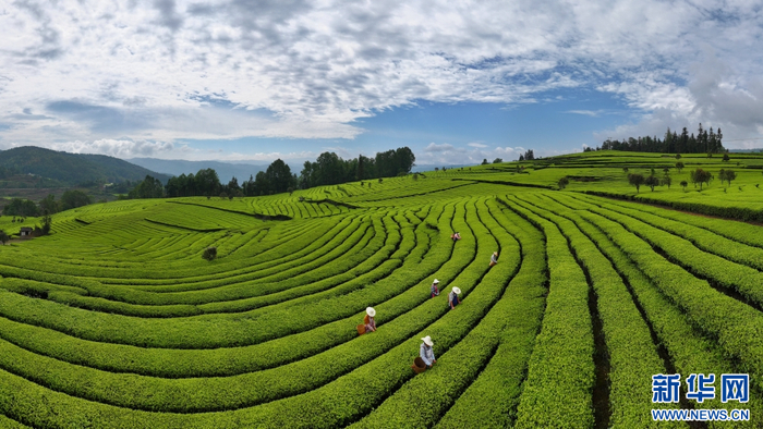 4月17日，茶农在云南省腾冲市团田乡小丙弄村采摘春茶。新华网发（龚祖金 摄）