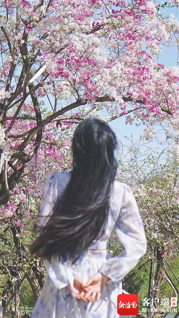 　　近日，游客在陵水南湾花镇游玩赏花。海南日报记者 余佳琪 摄